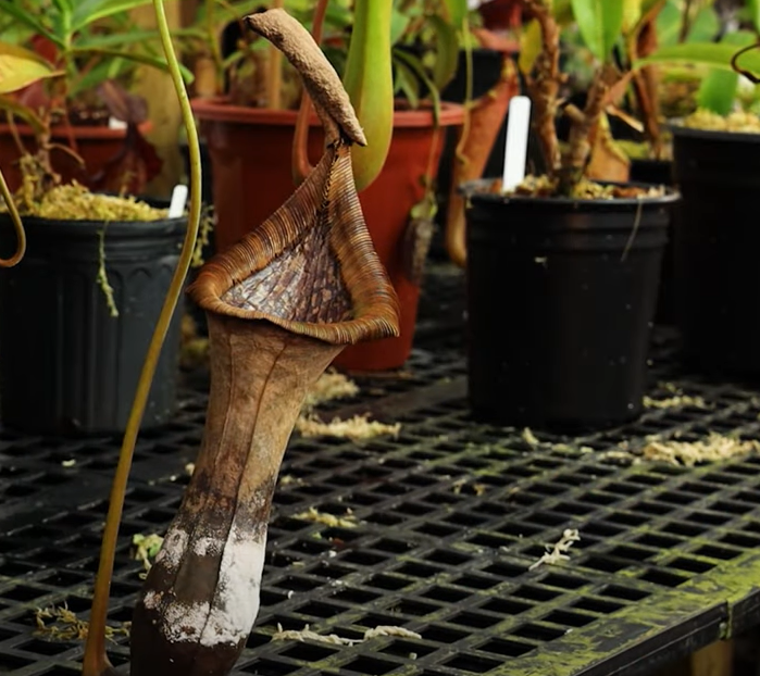 dying pitcher plant