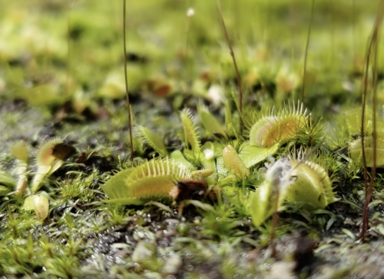 Amazing Guide To Make A Carnivorous Plant Terrarium in 2021