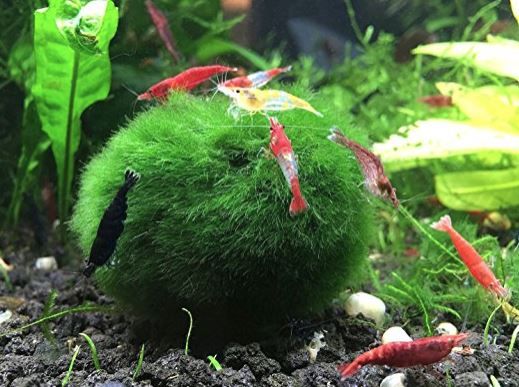 marimo moss ball with shrimp
