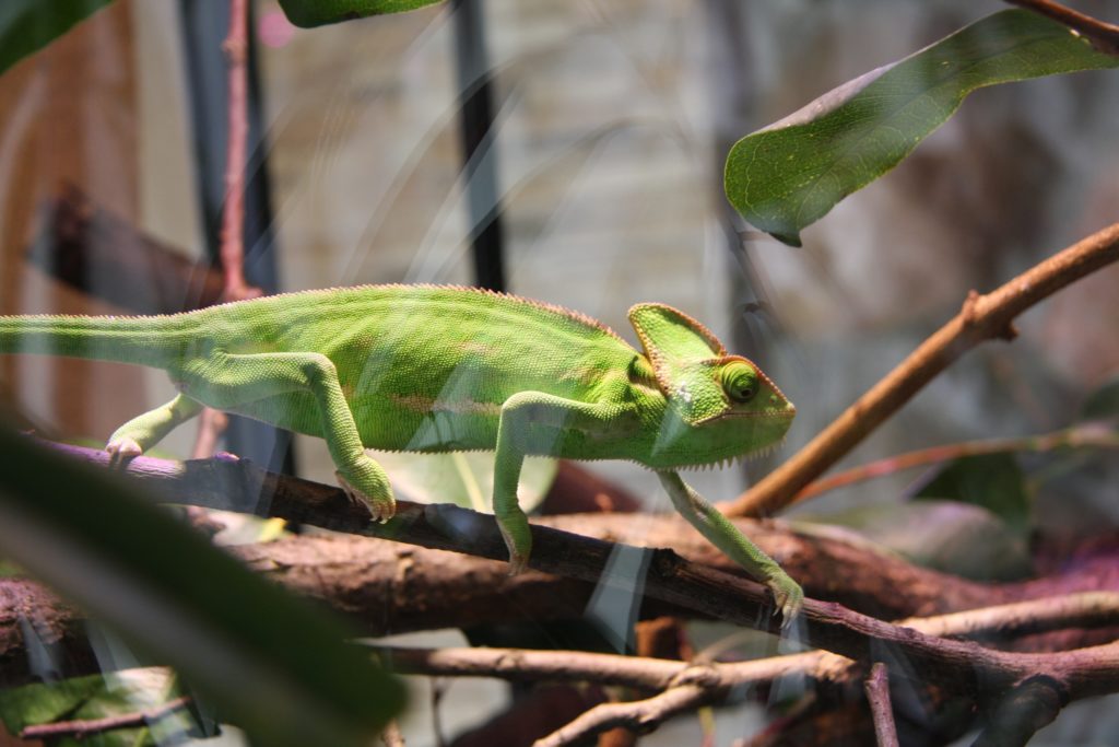 Chameleon Terrarium - 6 Important Things You Should Have - Terrarium