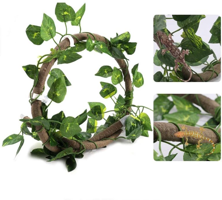 Chameleon Terrarium - 6 Important Things You Should Have - Terrarium