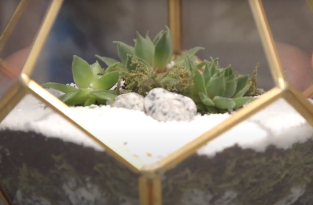succulent glass terrarium - closer